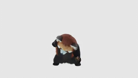 Panda dance , with Alpha matte. Stock Footage 344439372
