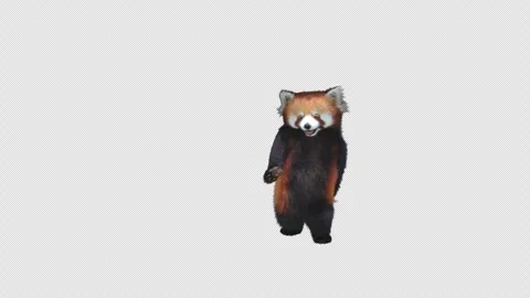 Panda dance , with Alpha matte. Stock Footage 344688807