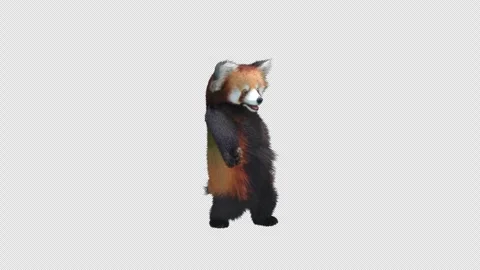 Panda dance , with Alpha matte. Stock Footage 344688816