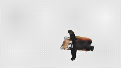 Panda dance , with Alpha matte. Stock Footage 344811123