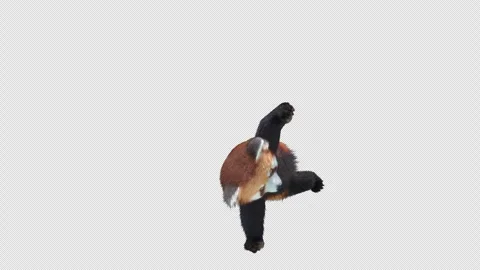 Panda dance , with Alpha matte. Stock Footage 344811130