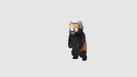 Panda dance , with Alpha matte. Stock Footage 344990039