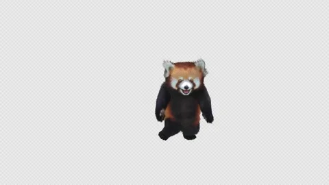 Panda dance , with Alpha matte. Stock Footage 345155566