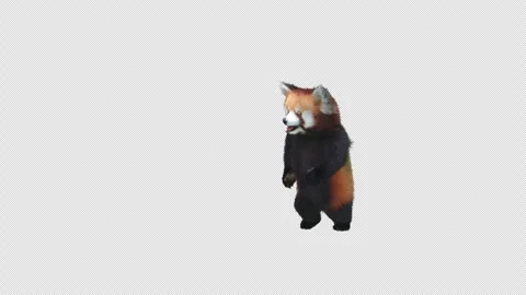 Panda dance , with Alpha matte. Stock Footage 345363074