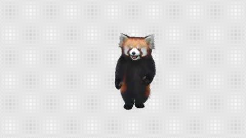 Panda dance , with Alpha matte. Stock Footage 345363075