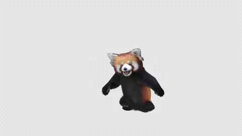 Panda dance , with Alpha matte. Stockbeeldmateriaal 345670234