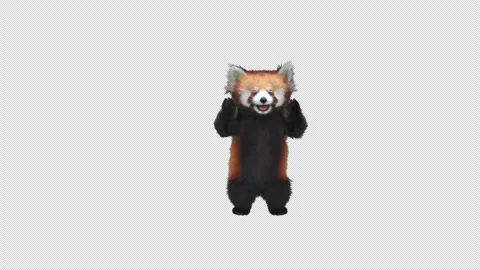 Panda dance , with Alpha matte. Video stock 345836360