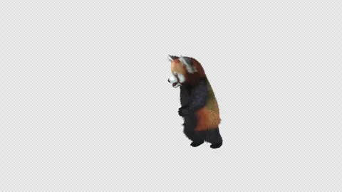 Panda dance , with Alpha matte. Video stock 345981433