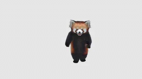 Panda dance , with Alpha matte. Video stock 345981439