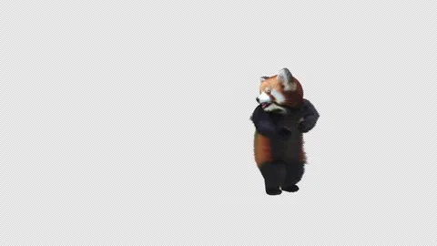 Panda dance , with Alpha matte. Stock Footage 346307785