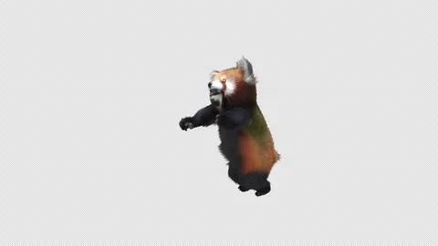 Panda dance , with Alpha matte. Stockbeeldmateriaal 346489677
