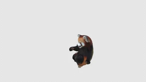 Panda dance , with Alpha matte. Stock Footage 346843346