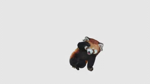 Panda dance , with Alpha matte. Stock Footage 346843348
