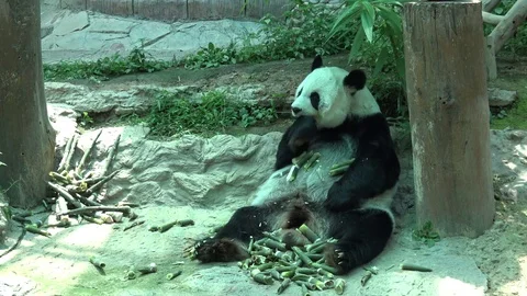 Panda eat bamboo shoot Stock Footage 80493736