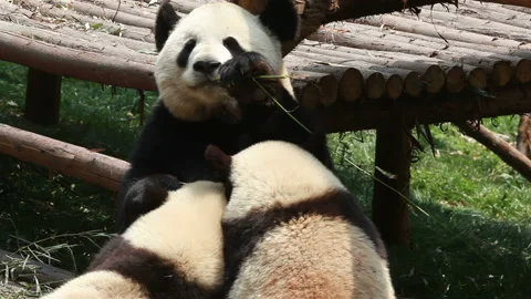 Panda eating bamboo 1 Video stock 211794951