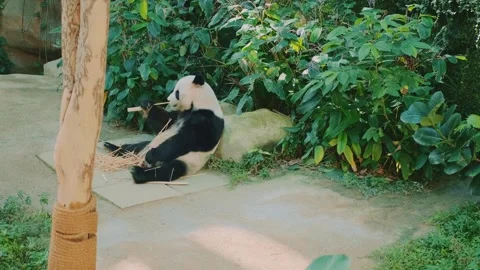 Panda Eating Bamboo on Concrete Platform in Kuala Lumpur Zoo Video stock 339793300