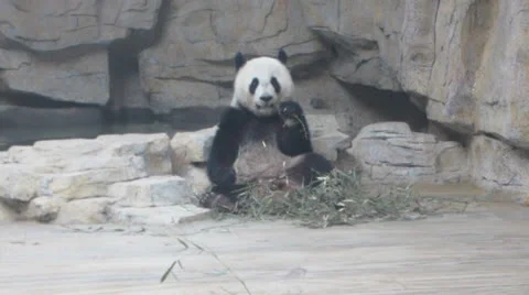 Panda eating Bamboo Stock Footage 26442774