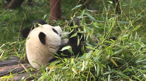 Panda eating bamboo Stock Footage 32419950