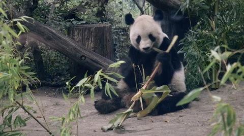 Panda eating bamboo Stock-Footage 55769595