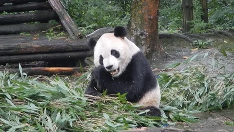 Panda eating bamboo Stock Footage 105862663
