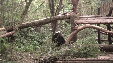 Panda is eating bamboo Stock Footage 125342314