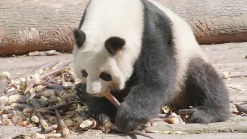 Panda eating bamboo Stock Footage 130833256