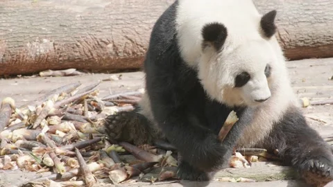 Panda eating bamboo Stock Footage 130833308