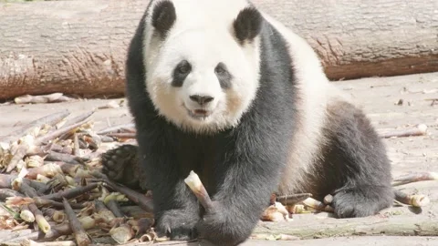 Panda eating bamboo Stock Footage 130833329