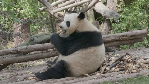 Panda eating bamboo Stock Footage 130833350