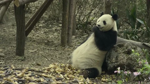 Panda eating bamboo Stock-Footage 130833390