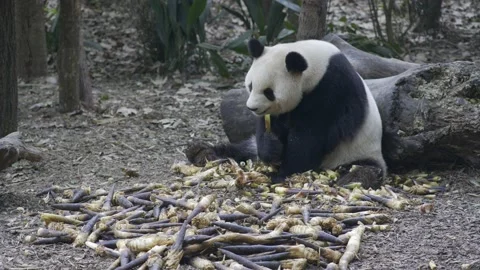 Panda eating bamboo Stock Footage 130833416