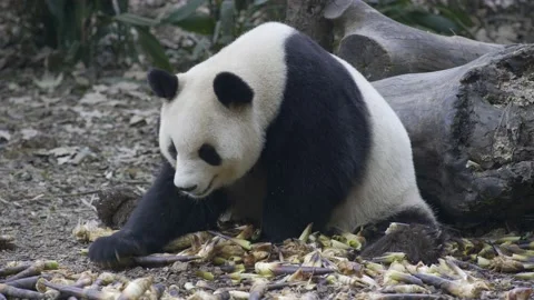 Panda eating bamboo Stock Footage 130833428
