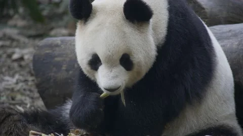 Panda eating bamboo Stock-Footage 130833481