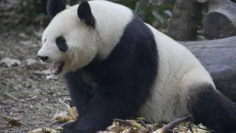 Panda eating bamboo Stock-Footage 130833496