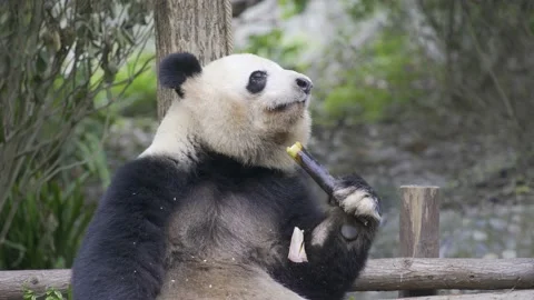 Panda eating bamboo Stock Footage 130833745