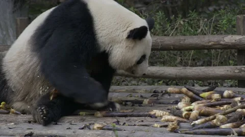 Panda eating bamboo Stock Footage 130833894