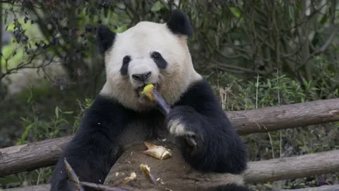 Panda eating bamboo Stock Footage 130833902