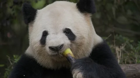 Panda eating bamboo Stock Footage 130833943