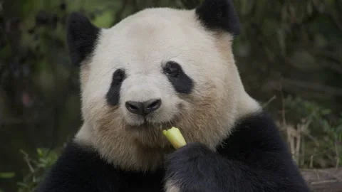 Panda eating bamboo Stock Footage 130833961