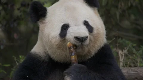 Panda eating bamboo Stock Footage 130833971