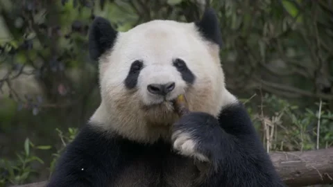 Panda eating bamboo Stock Footage 130833977