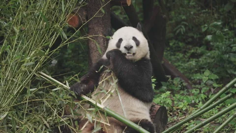 A Panda eating bamboo Stock Footage 241546048