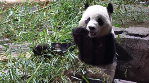 Panda Eating Bamboo Stock Footage 298024889