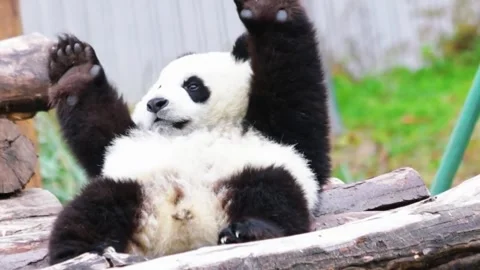 Panda Eating Bamboo Stock Footage 323142339