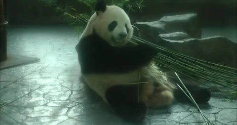 A panda eating bamboo Видео 343718902