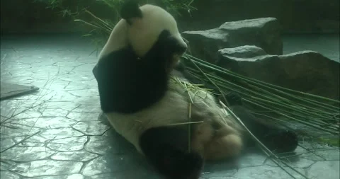 A panda eating bamboo 動画素材 343719428