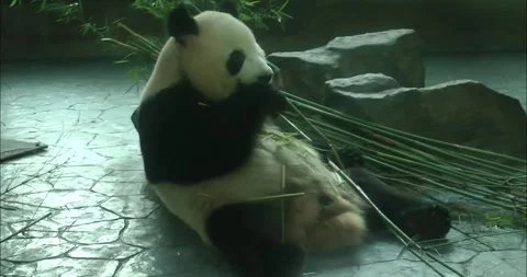 A panda eating bamboo 動画素材 343719431
