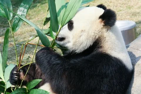 Panda eating bamboo Stock Photos