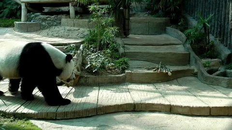 Panda eating bamboo shoot. Stock Footage 99146445