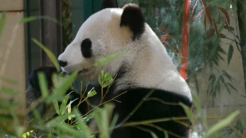 Panda eating bamboo tree Stock Footage 94128956